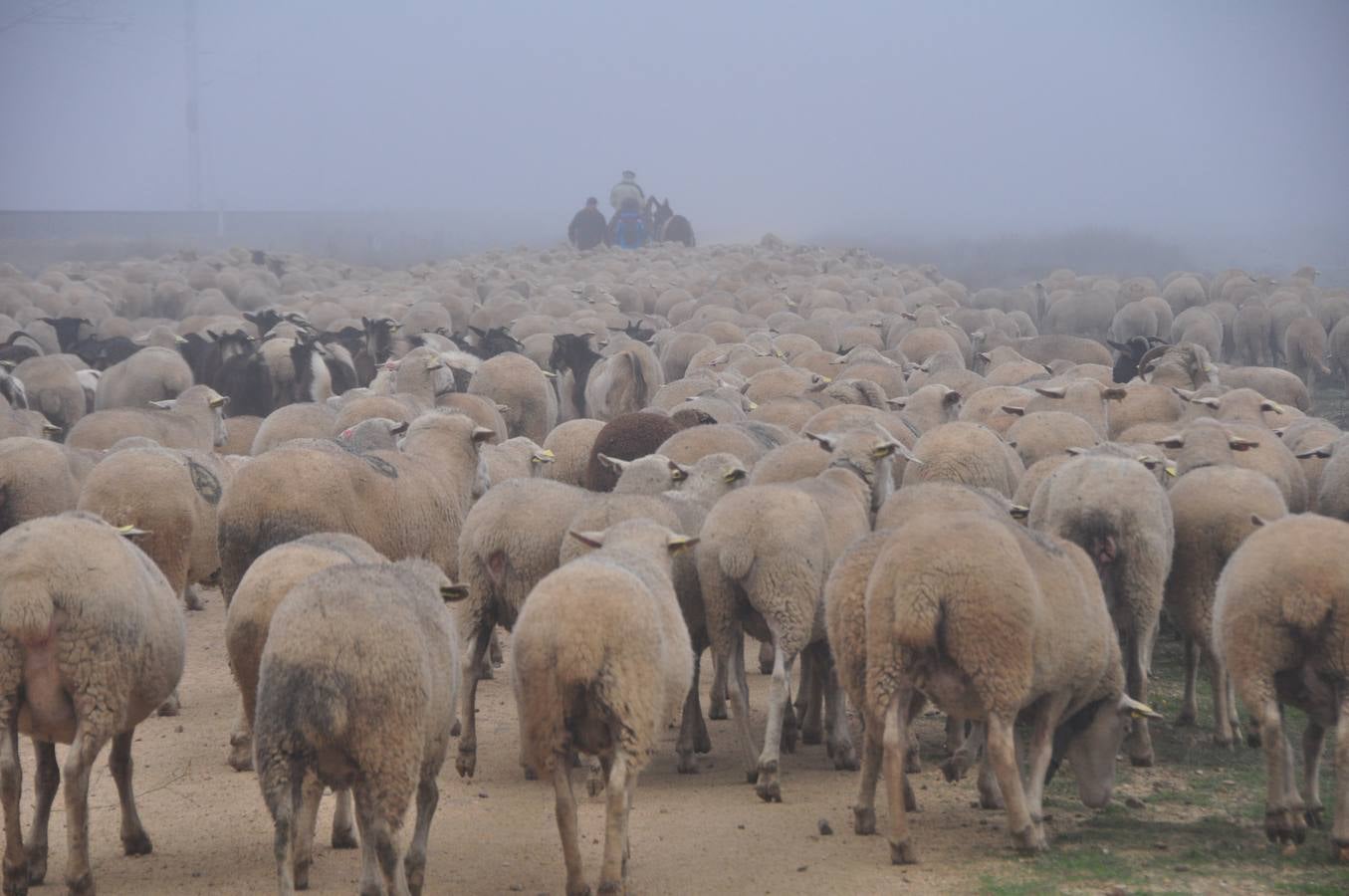 Paso de rebaños de ovejas por Fresno el Viejo (Valladolid)