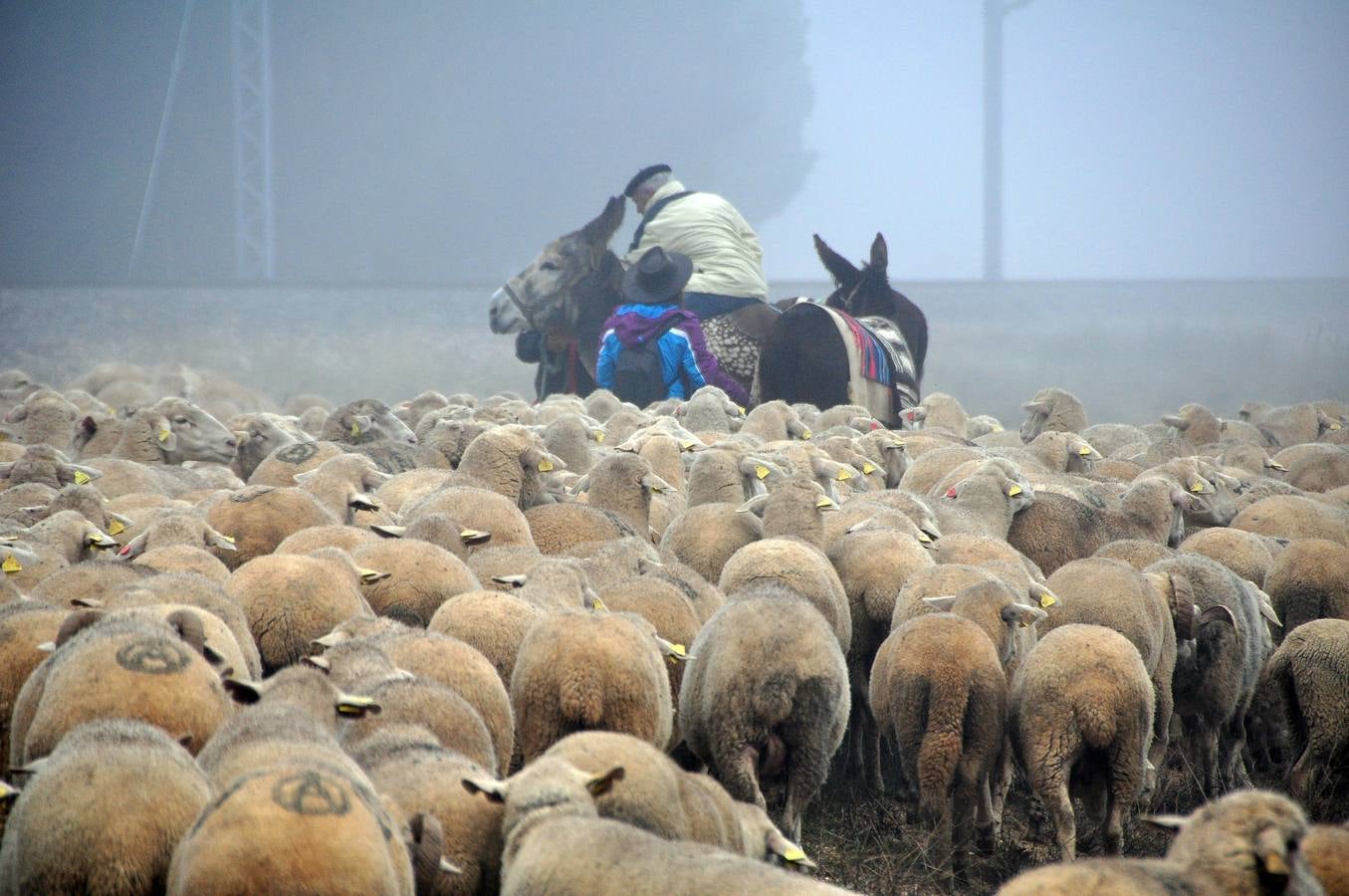 Paso de rebaños de ovejas por Fresno el Viejo (Valladolid)