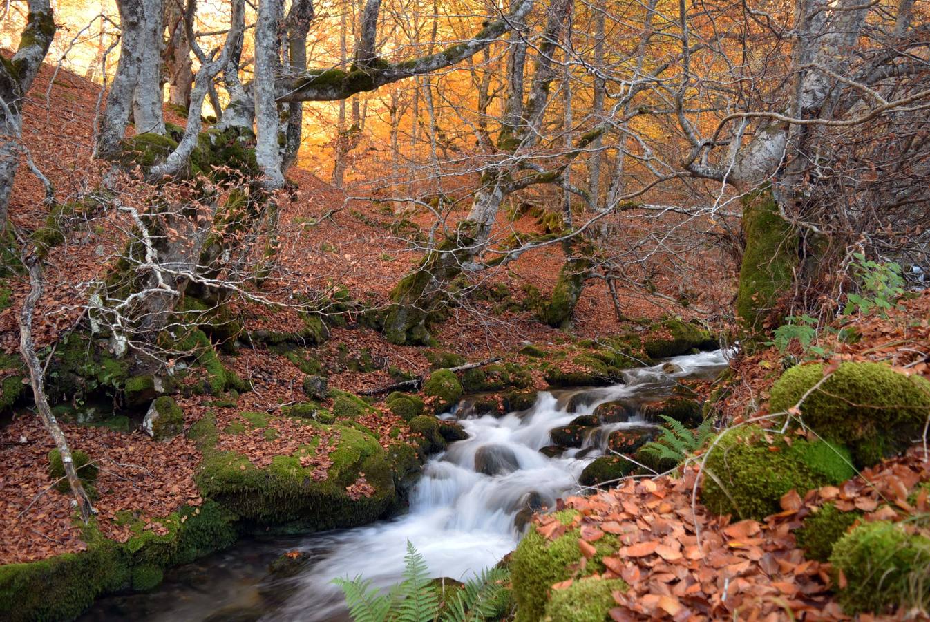 Hayedo de Argovejo en León