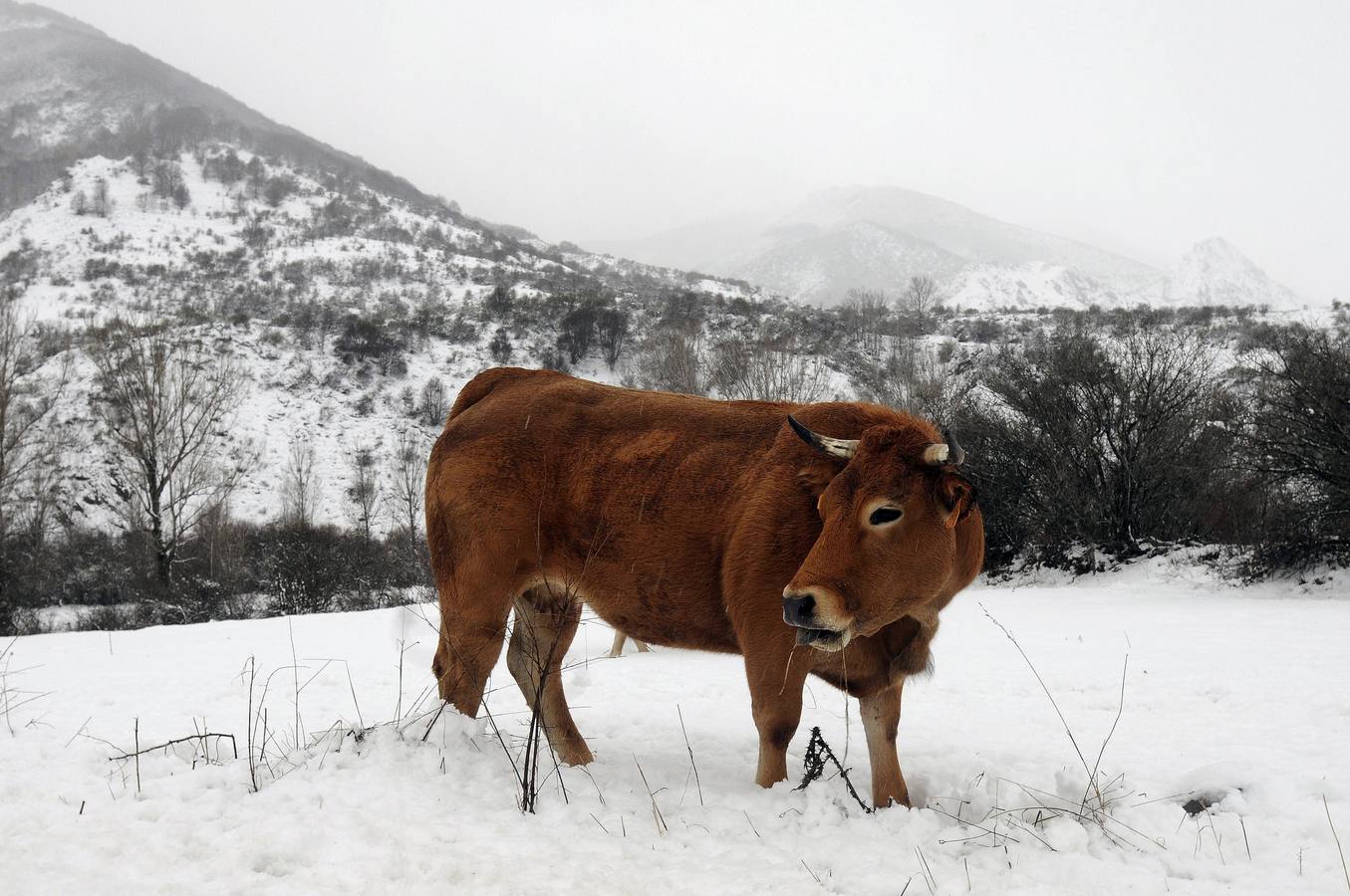 Nieve en Cármenes (León).