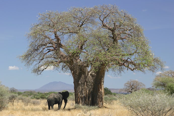 El Rey León. Los baobab son los árboles más característicos de África y no podían faltan en 'El Rey León'