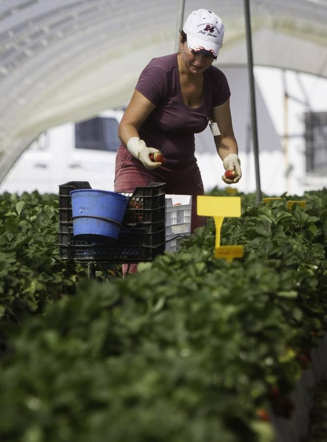 Una jornalera recoge fresas en una explotación agrícola de Palos de la Frontera (Huelva). La campaña de la fresa en la provincia de Huelva se ha normalizado en enero después de una sobreproducción en el mes de diciembre motivada por las altas temperaturas.