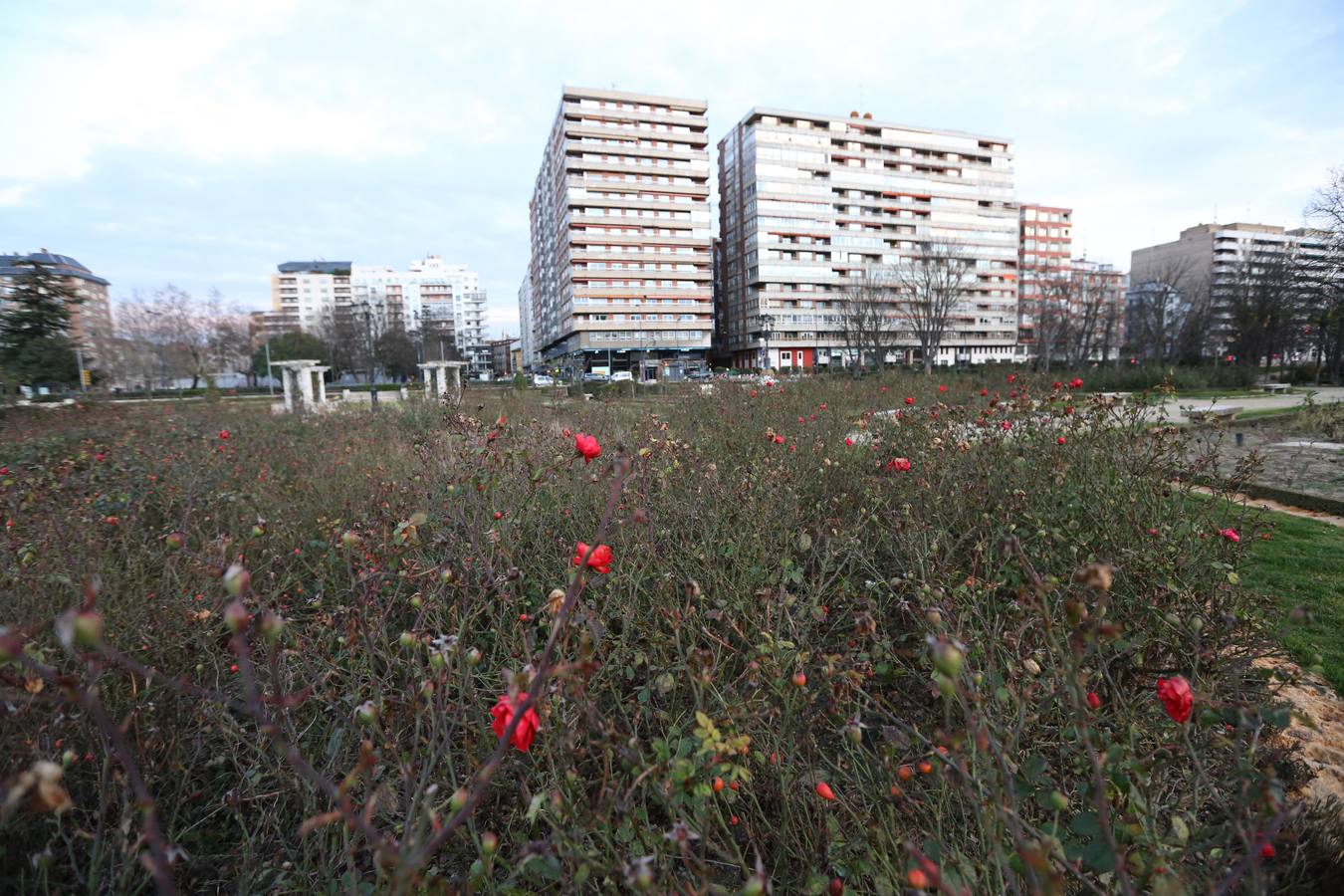 Las rosas ya están floreciendo en La Rosaleda de Valladolid.