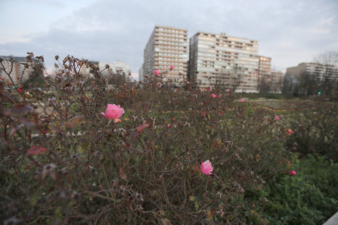 Las rosas ya están floreciendo en La Rosaleda de Valladolid.