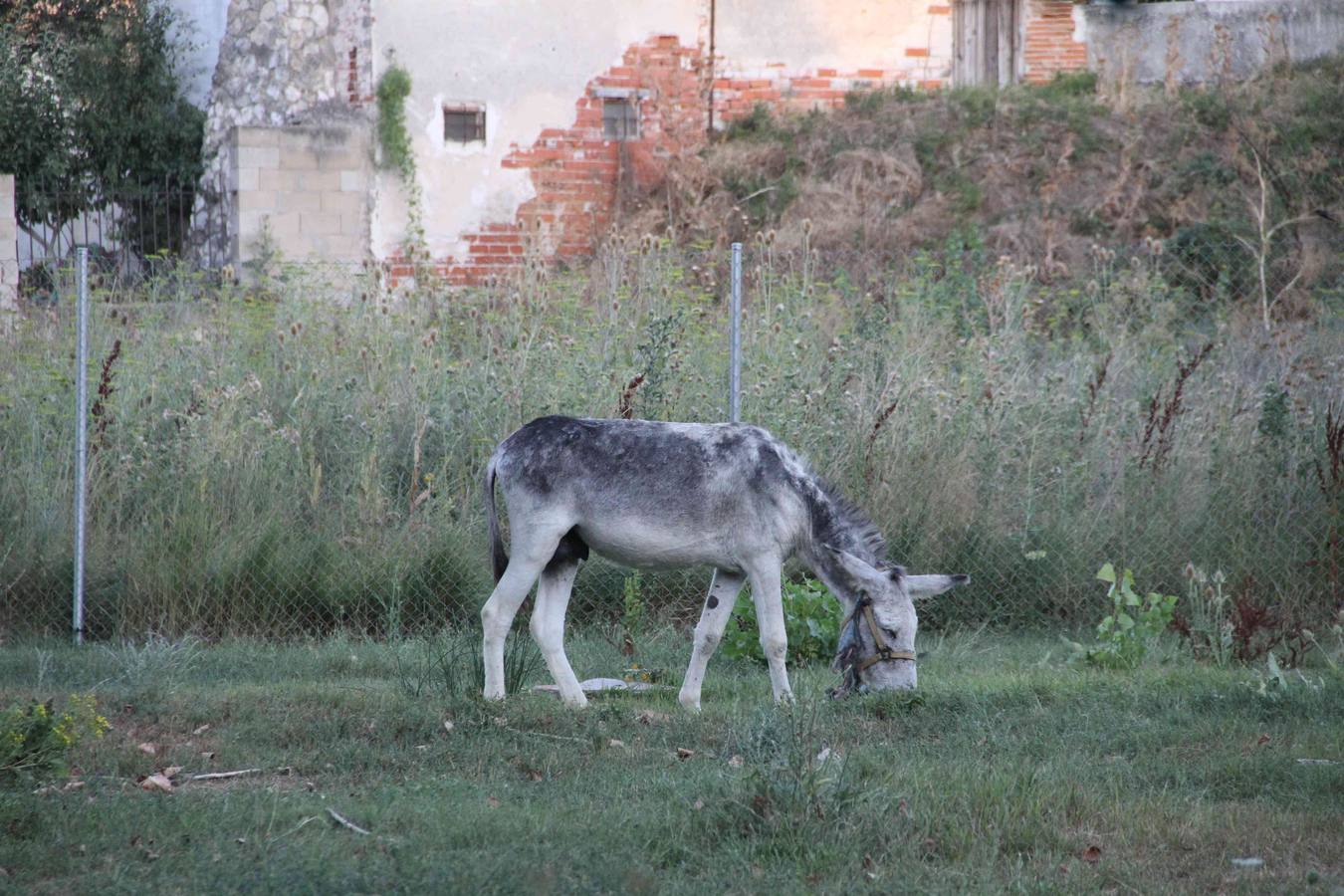 Los caballos abandonados de Manzanillo (Valladolid)