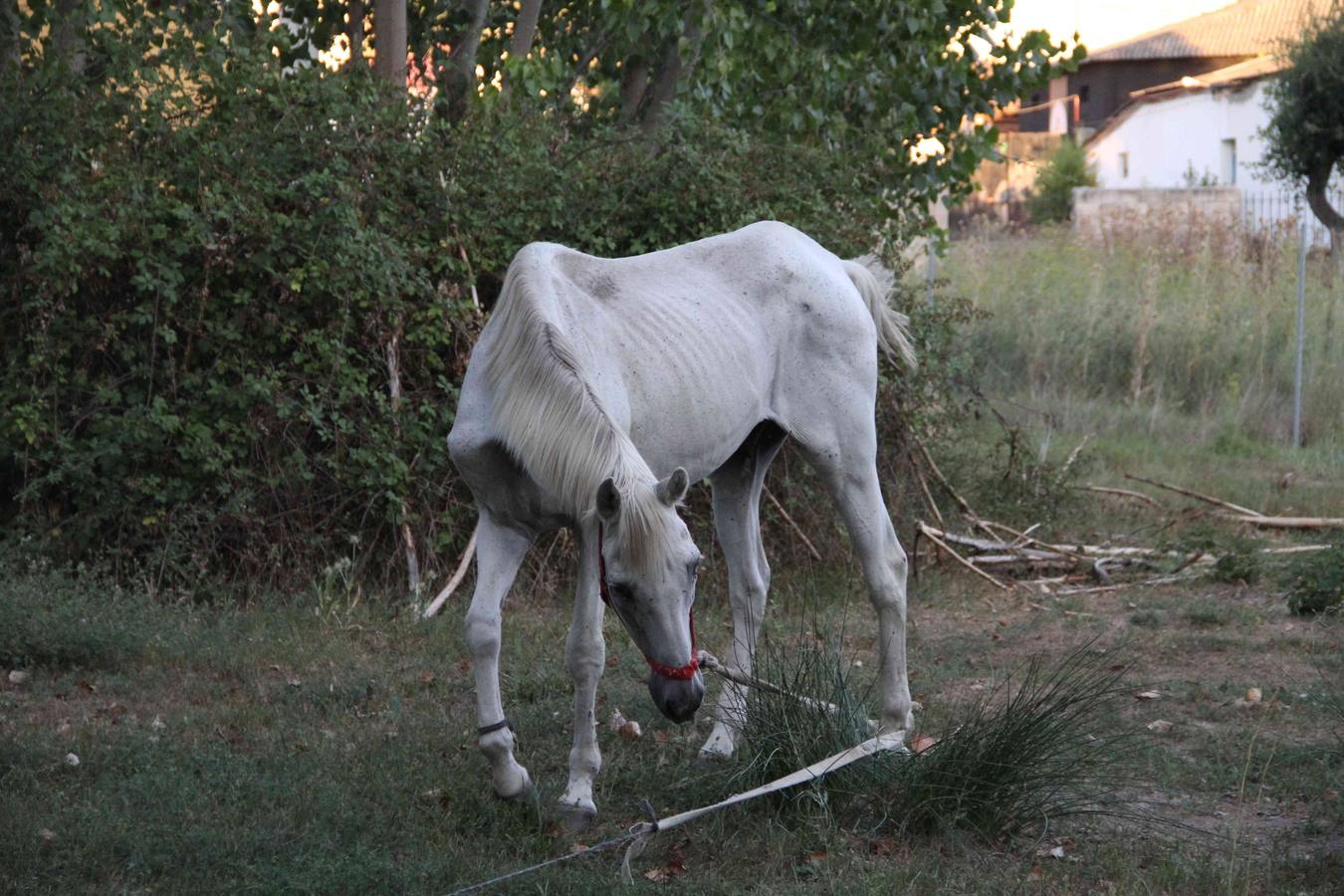 Los caballos abandonados de Manzanillo (Valladolid)