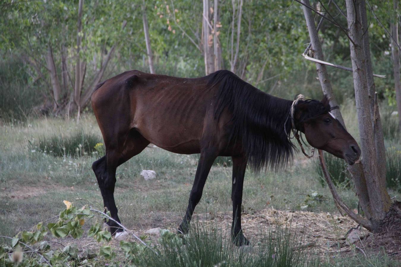 Los caballos abandonados de Manzanillo (Valladolid)