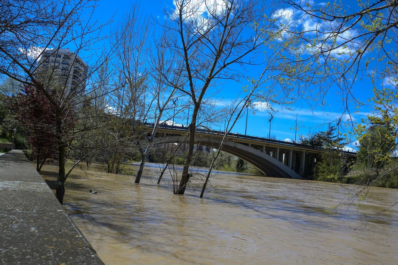 Crecida del Pisuerga a su paso por Valladolid (2/2)