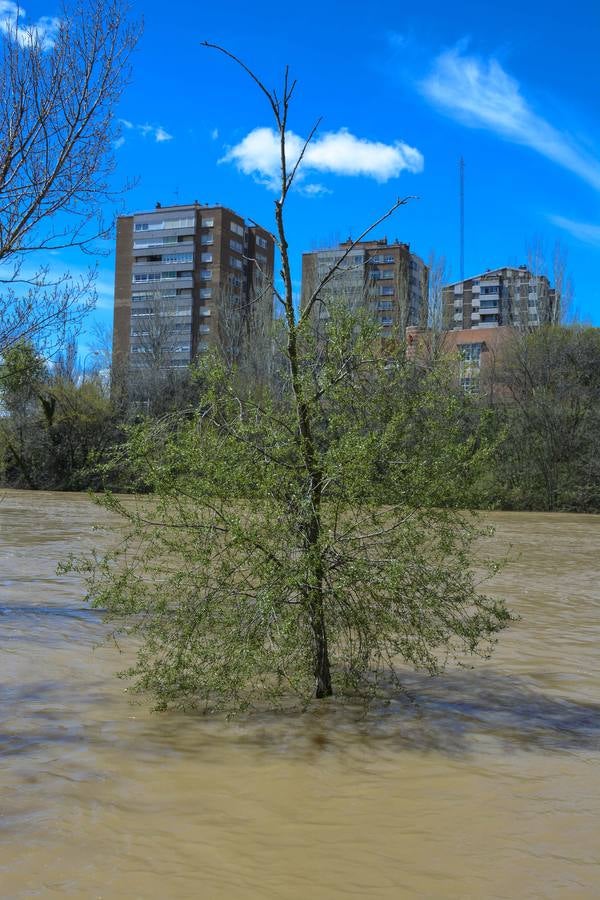 Crecida del Pisuerga a su paso por Valladolid (2/2)