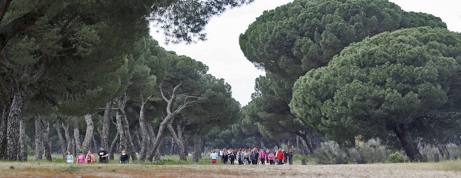 XXXIX edición de la Marcha de Asprona (2/2)