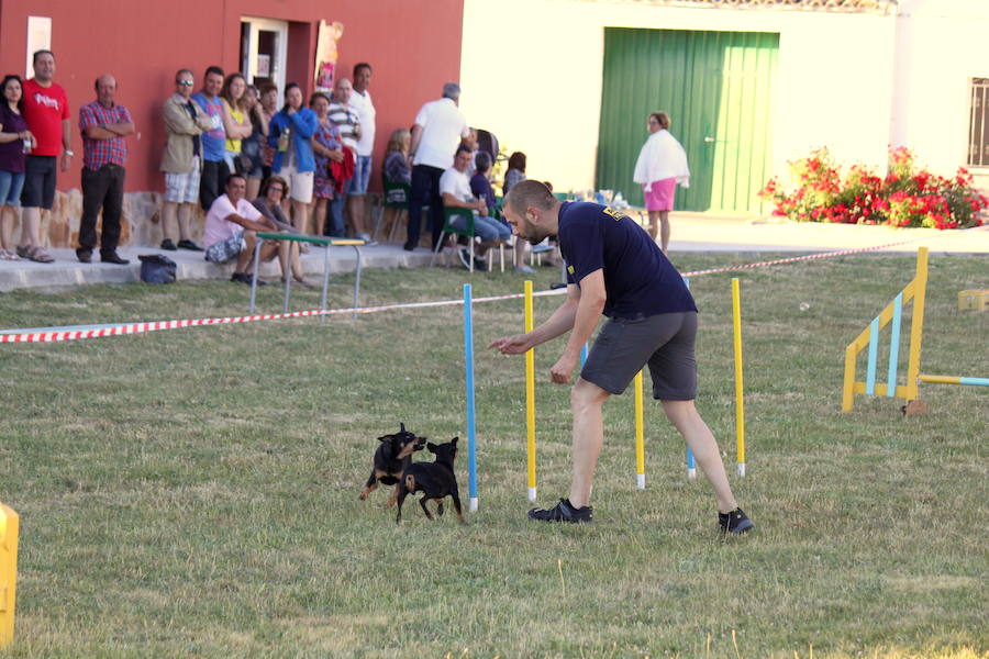Exhibición canina en Hornillos (Palencia)