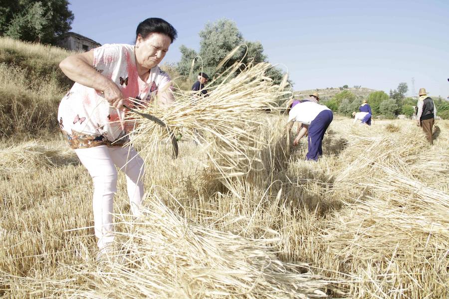 XIII Aniversario del Día de la Siega en Castrillo de Duero (Valladolid)