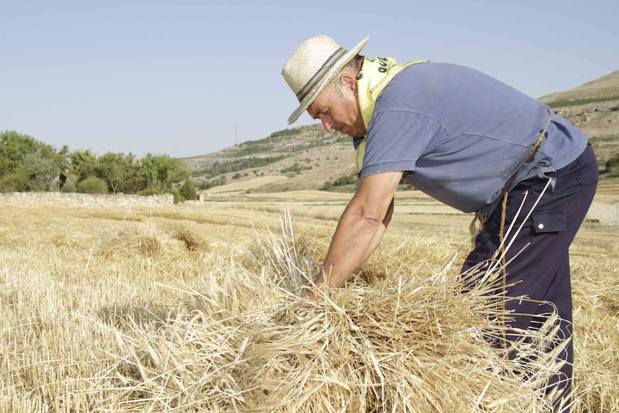 XIII Aniversario del Día de la Siega en Castrillo de Duero (Valladolid)