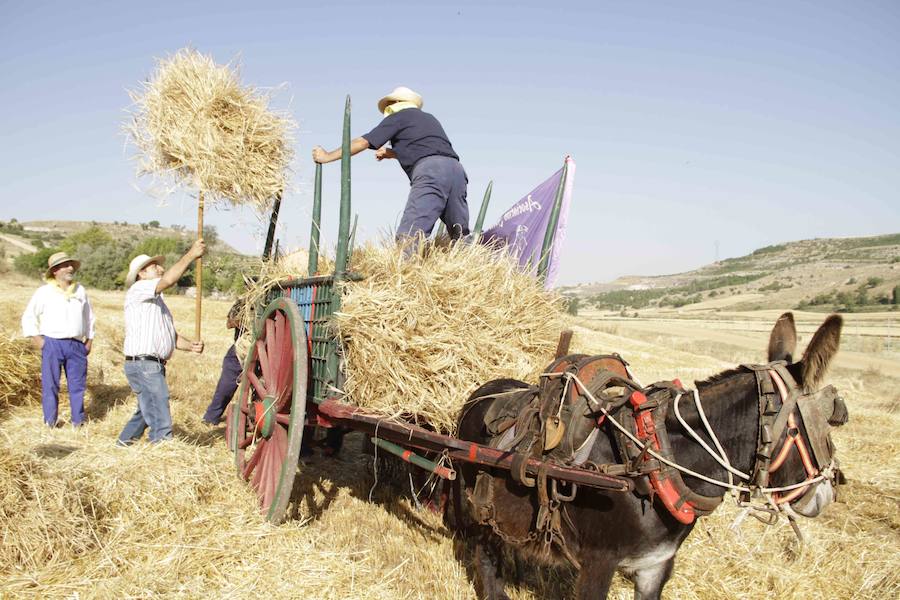 XIII Aniversario del Día de la Siega en Castrillo de Duero (Valladolid)