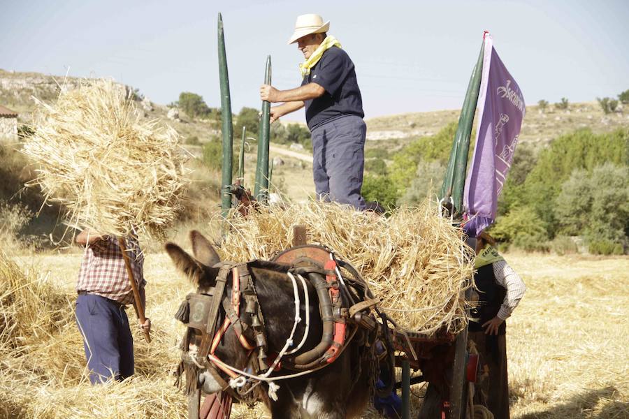 XIII Aniversario del Día de la Siega en Castrillo de Duero (Valladolid)