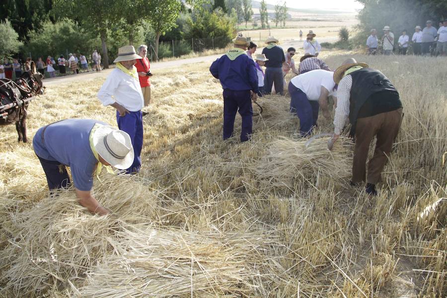 XIII Aniversario del Día de la Siega en Castrillo de Duero (Valladolid)
