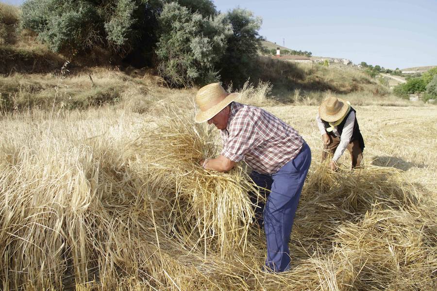 XIII Aniversario del Día de la Siega en Castrillo de Duero (Valladolid)
