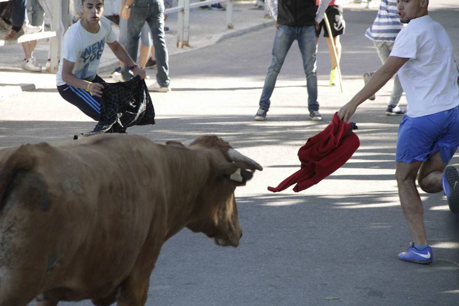 Capea y primer encierro en Campaspero