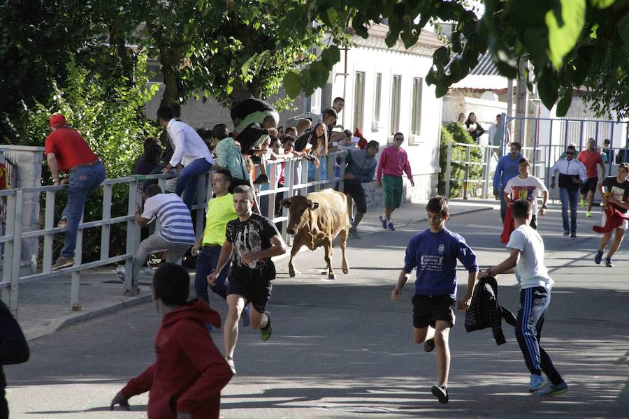 Capea y primer encierro en Campaspero
