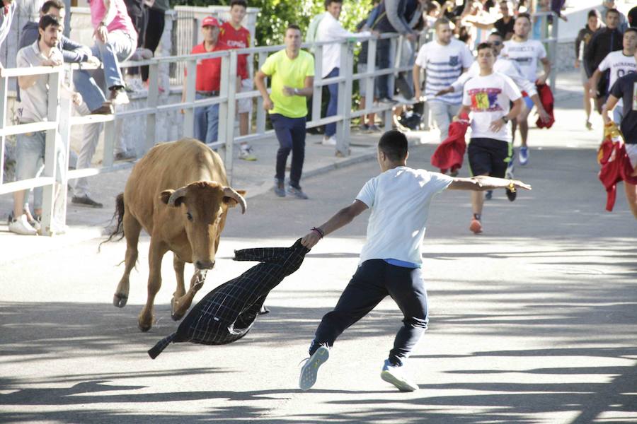 Capea y primer encierro en Campaspero