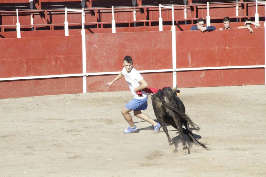Capea y primer encierro en Campaspero