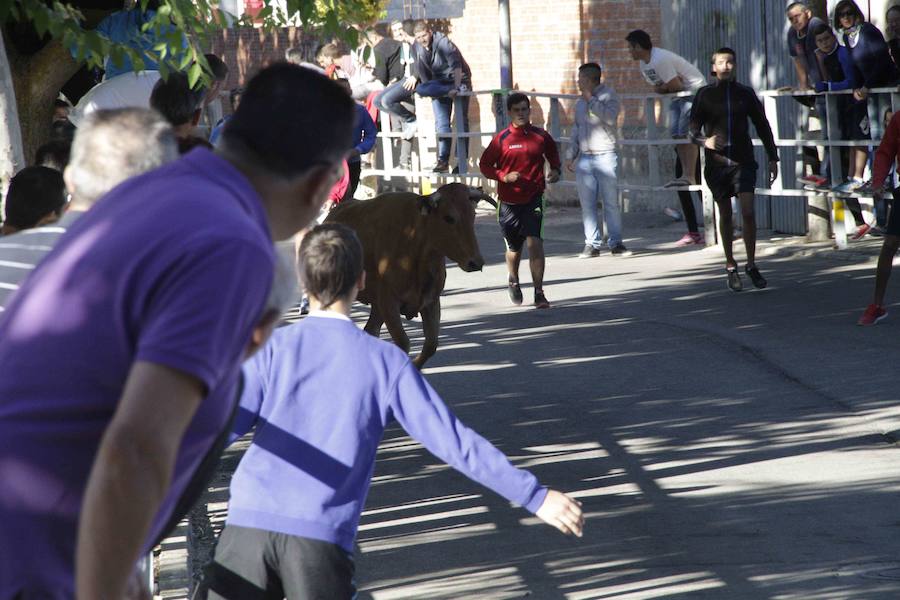 Capea y primer encierro en Campaspero