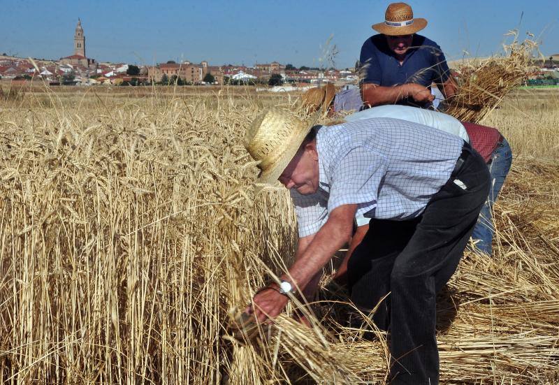 Fiesta de la siega en Nava del Rey