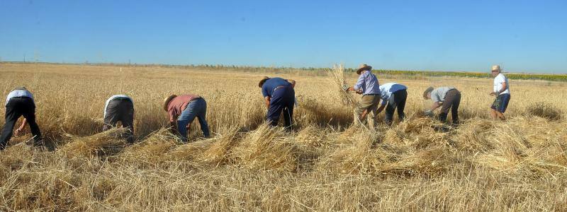 Fiesta de la siega en Nava del Rey