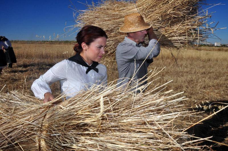 Fiesta de la siega en Nava del Rey