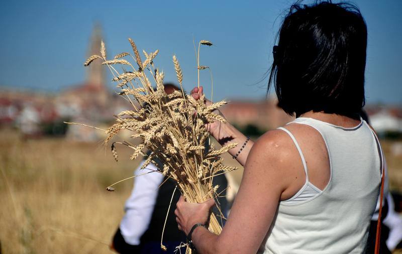 Fiesta de la siega en Nava del Rey