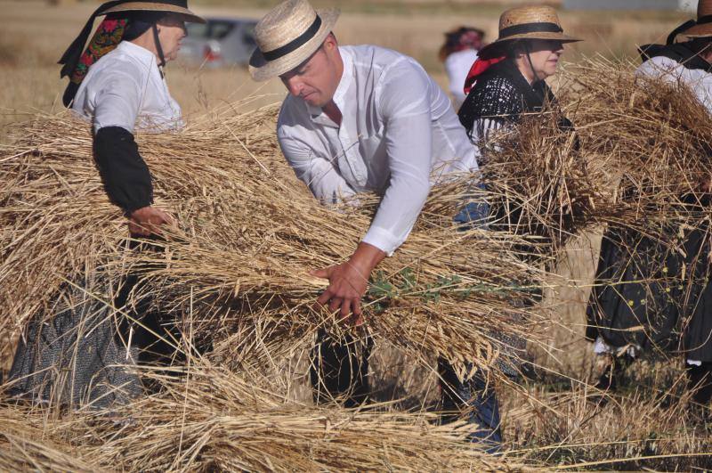 Fiesta de la siega en Nava del Rey