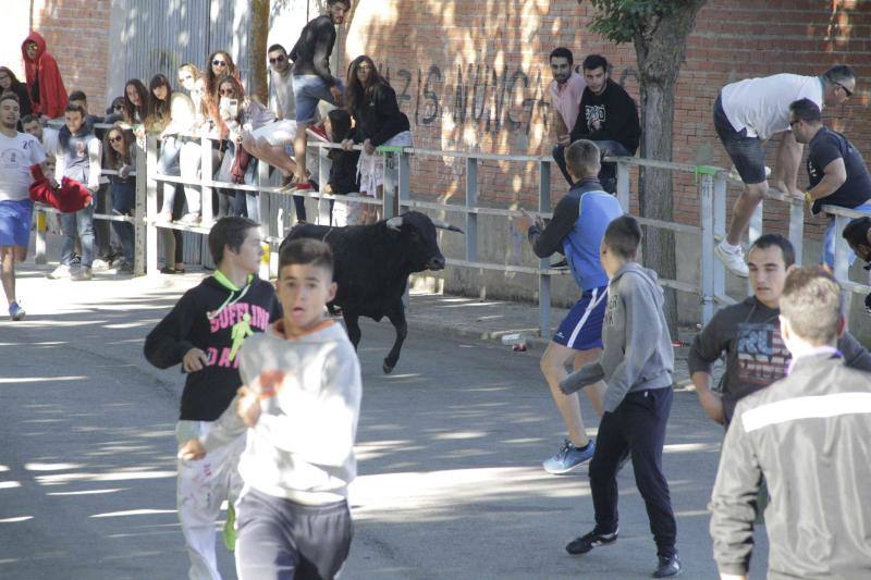 Segundo encierro y capea matinal en Campaspero