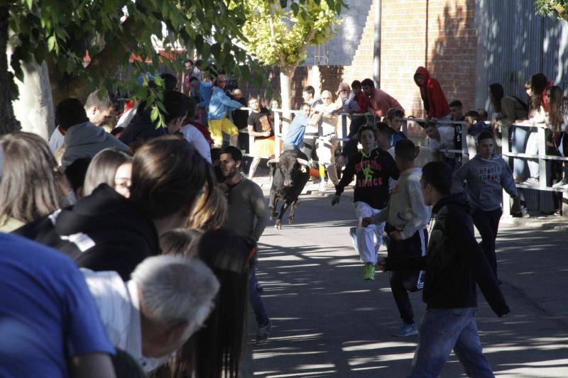 Segundo encierro y capea matinal en Campaspero