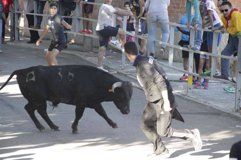 Segundo encierro y capea matinal en Campaspero