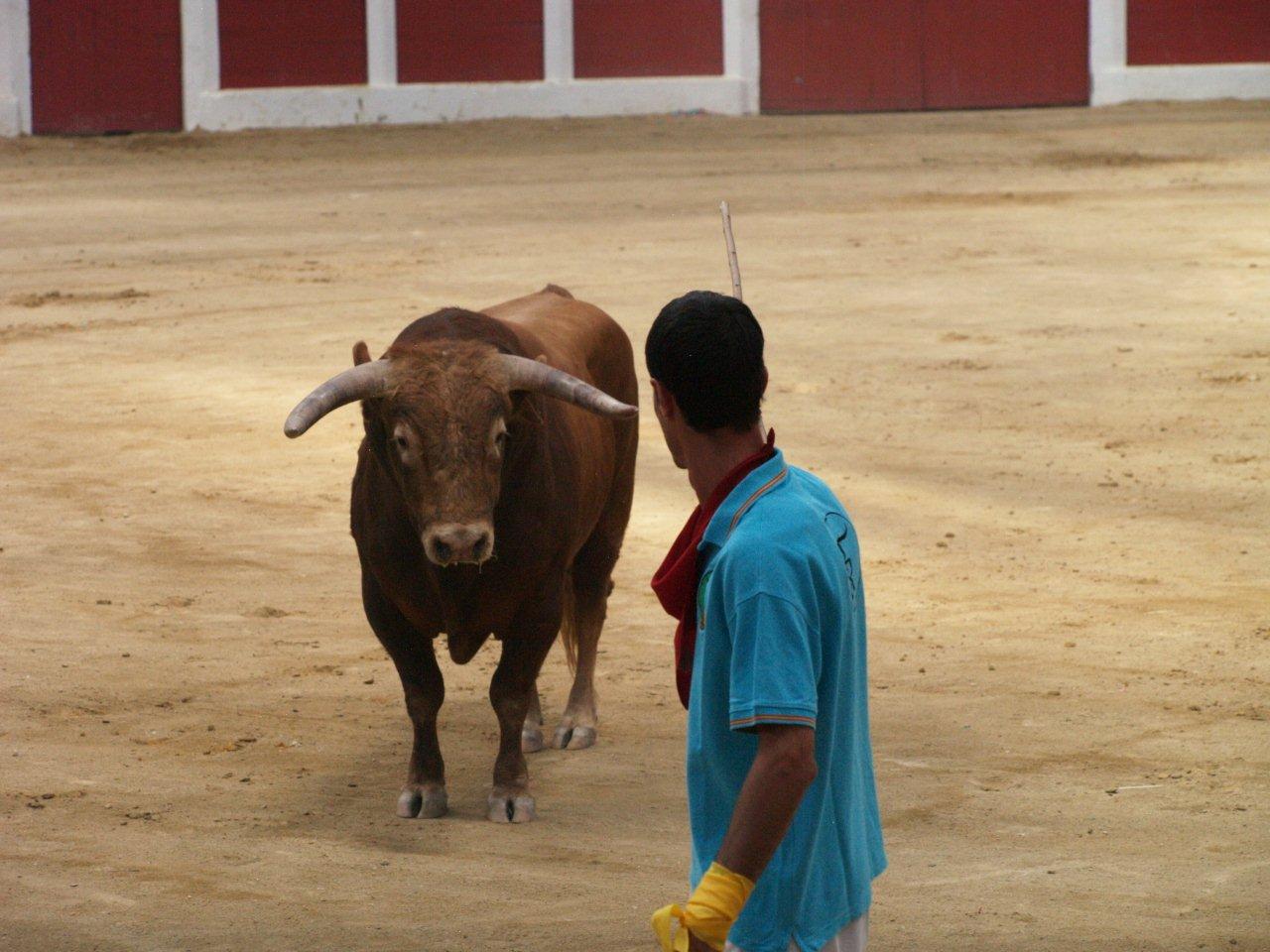 Encierro campero y probadilla en las fiestas de Íscar