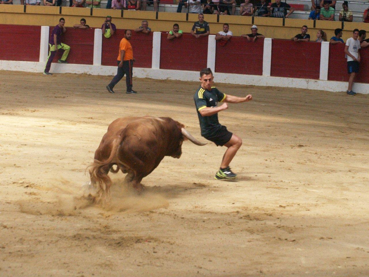 Encierro campero y probadilla en las fiestas de Íscar