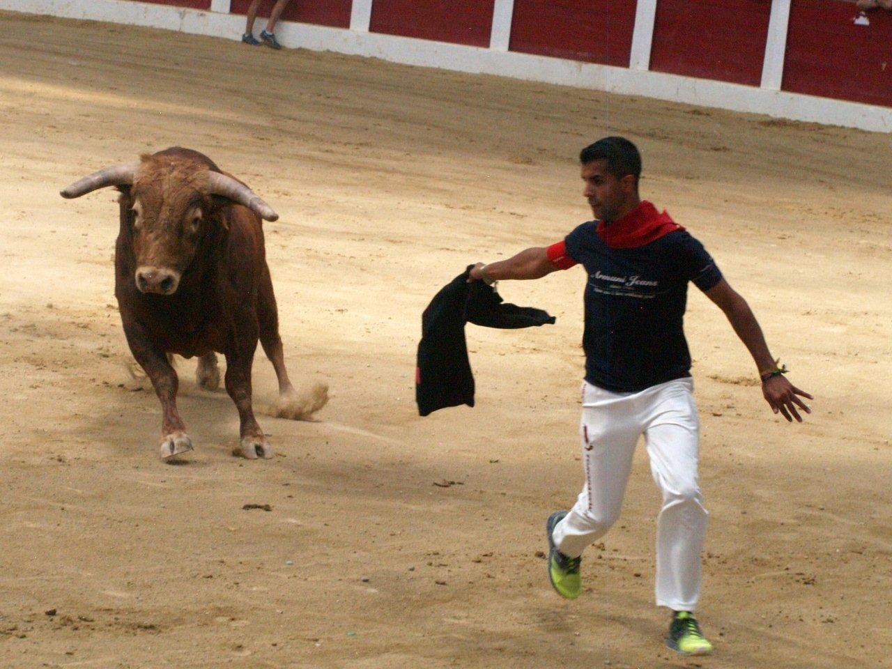 Encierro campero y probadilla en las fiestas de Íscar