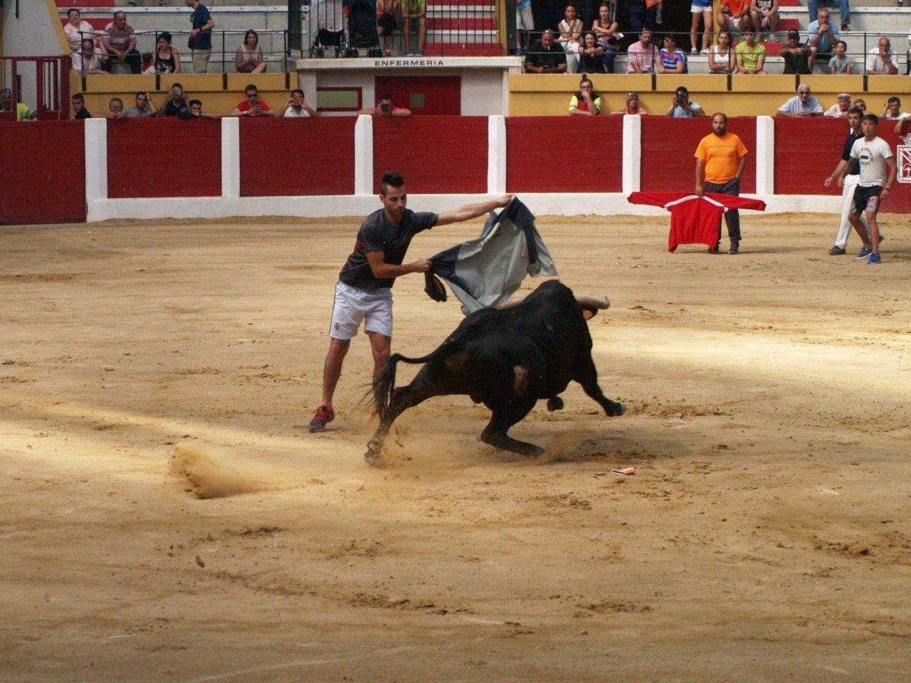 Encierro campero y probadilla en las fiestas de Íscar