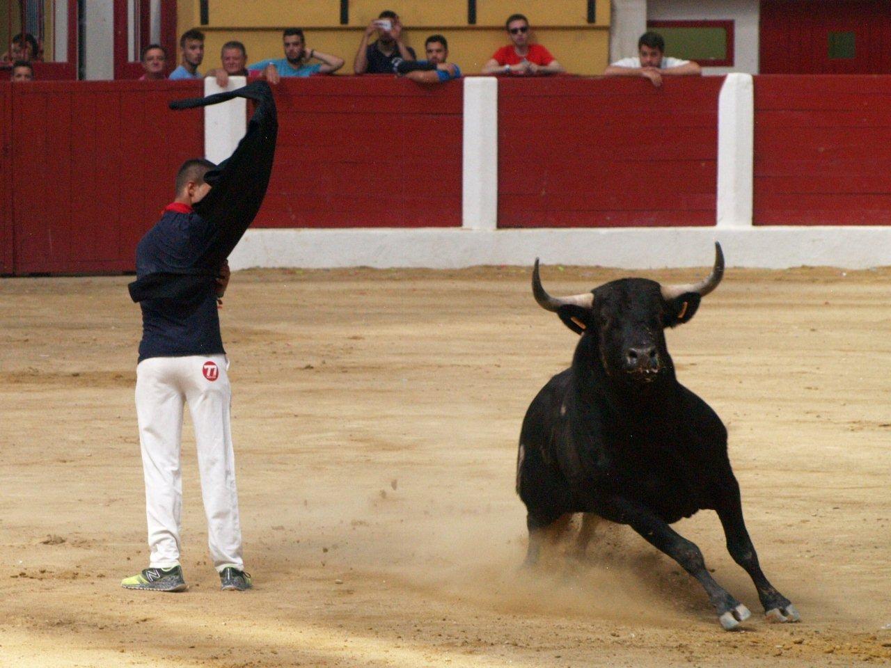 Encierro campero y probadilla en las fiestas de Íscar