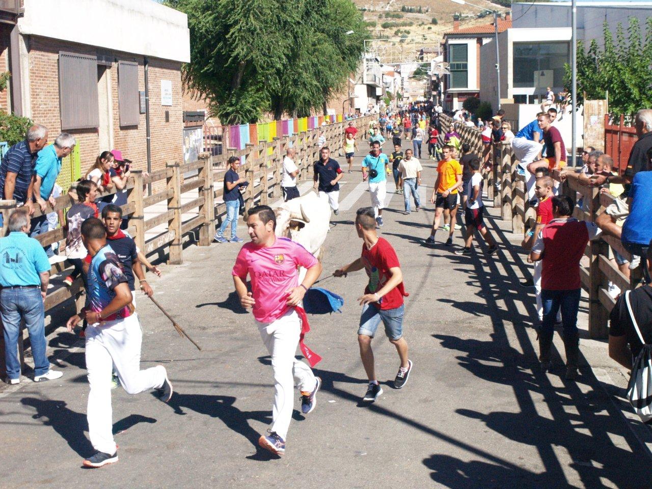 Encierro campero y probadilla en las fiestas de Íscar