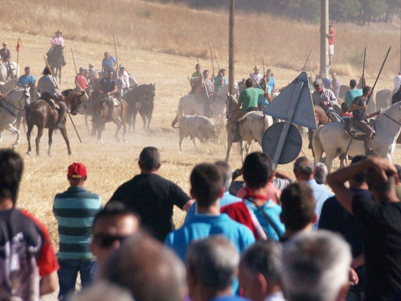 Encierro campero y probadilla en las fiestas de Íscar