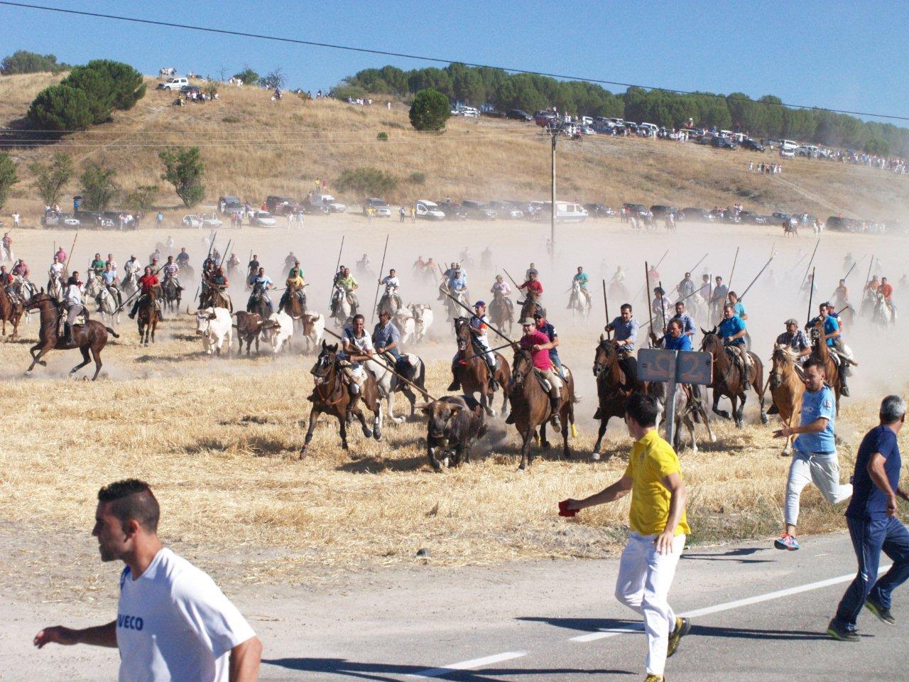 Encierro campero y probadilla en las fiestas de Íscar