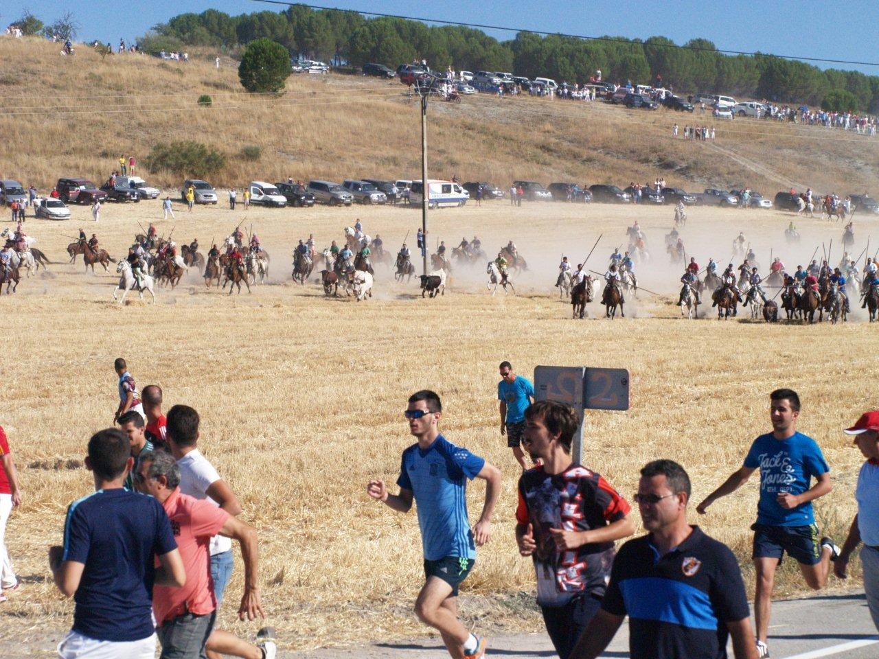 Encierro campero y probadilla en las fiestas de Íscar