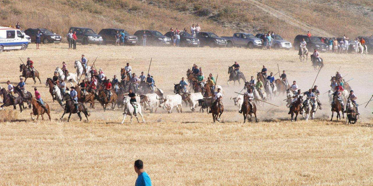 Encierro campero y probadilla en las fiestas de Íscar