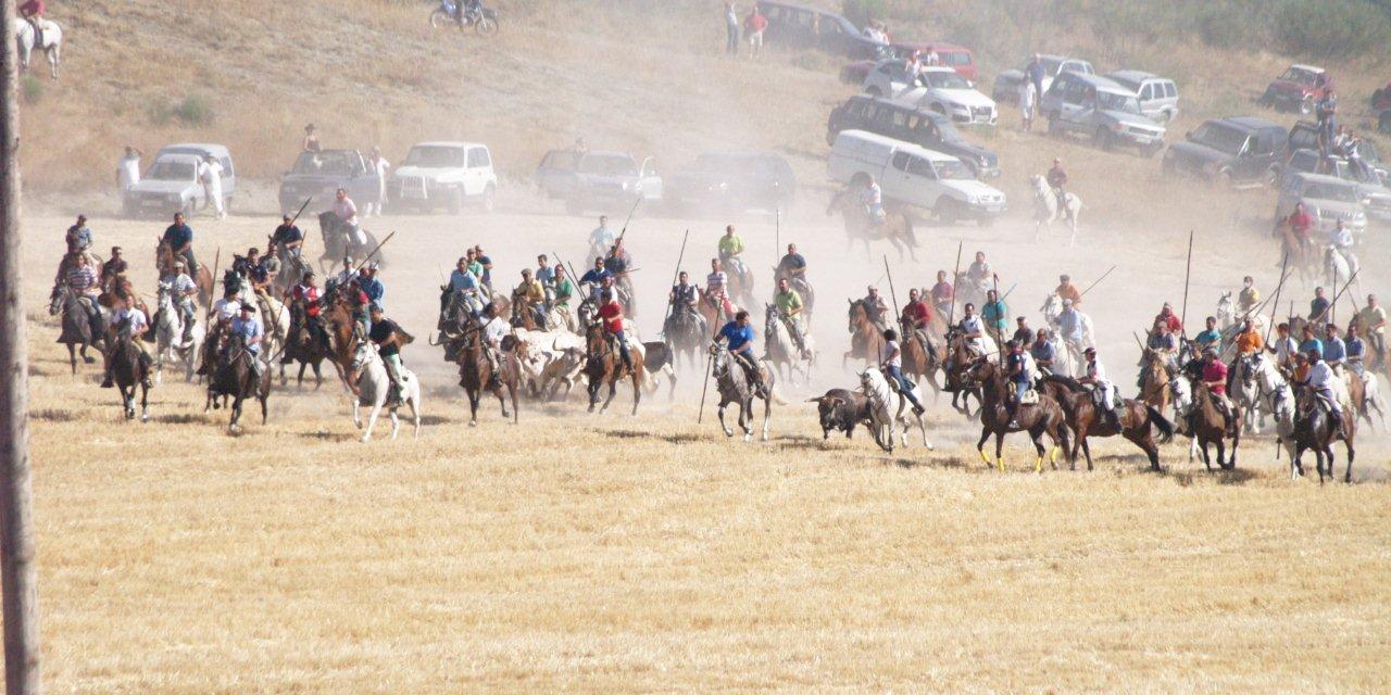 Encierro campero y probadilla en las fiestas de Íscar