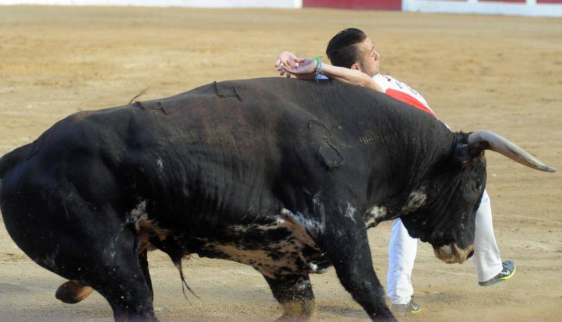 Cortes de novillos en Íscar