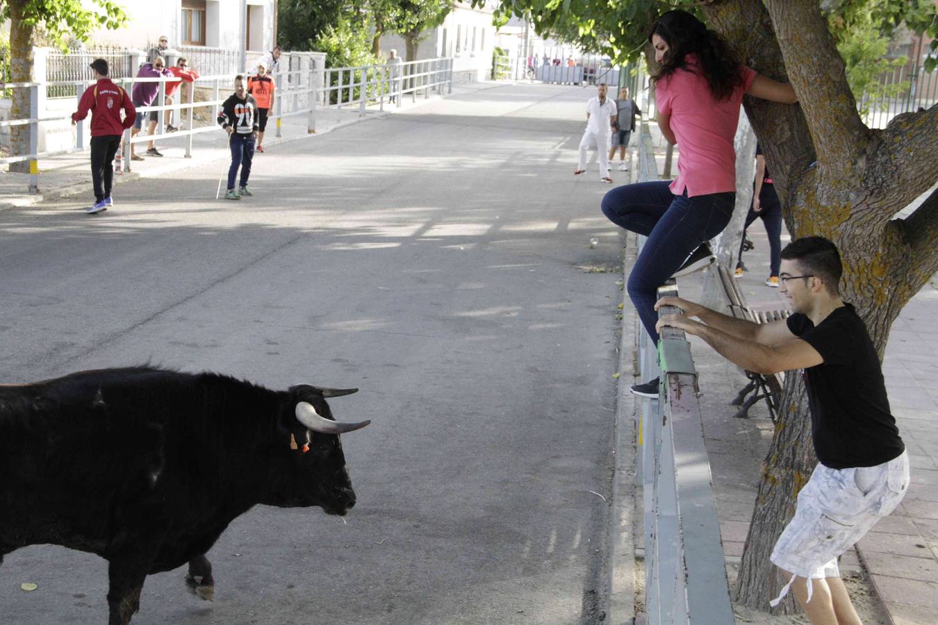 Tercer y último encierro de las fiestas de Campaspero