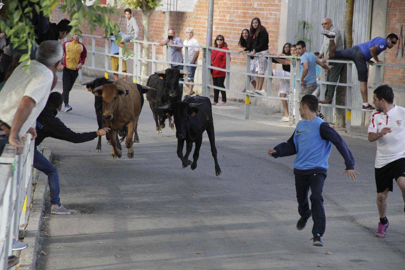 Tercer y último encierro de las fiestas de Campaspero