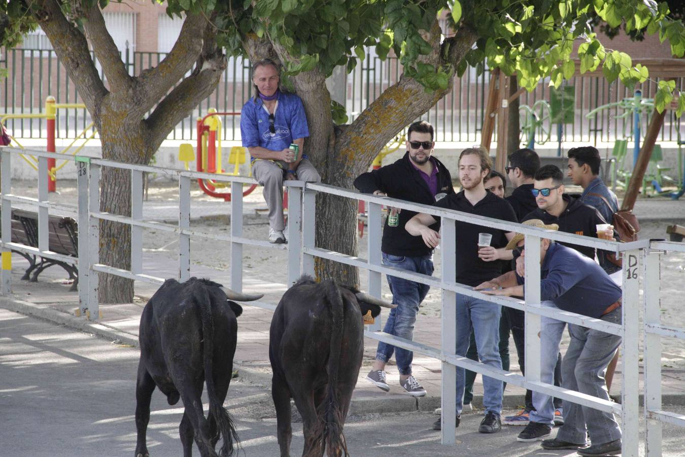 Tercer y último encierro de las fiestas de Campaspero