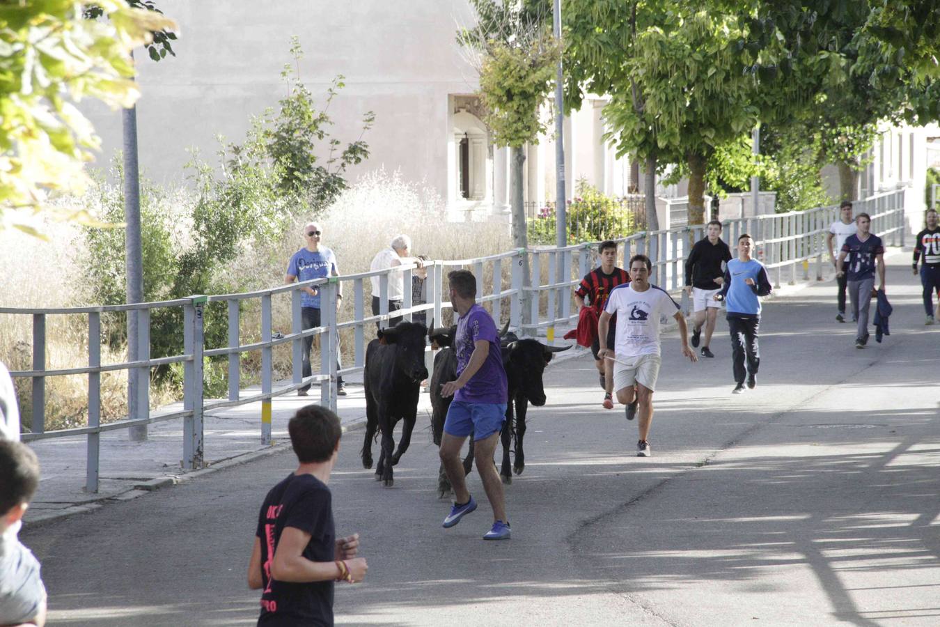 Tercer y último encierro de las fiestas de Campaspero